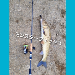 ニゴイの釣果