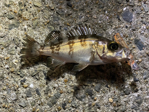 メバルの釣果