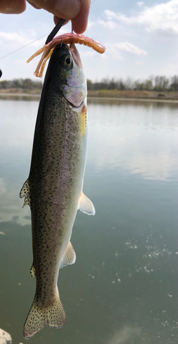 ニジマスの釣果