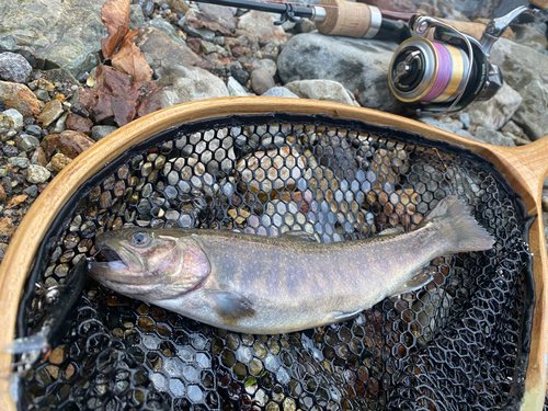 イワナの釣果