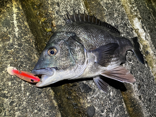 クロダイの釣果