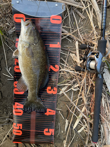 スモールマウスバスの釣果