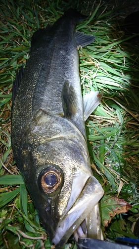 セイゴ（マルスズキ）の釣果