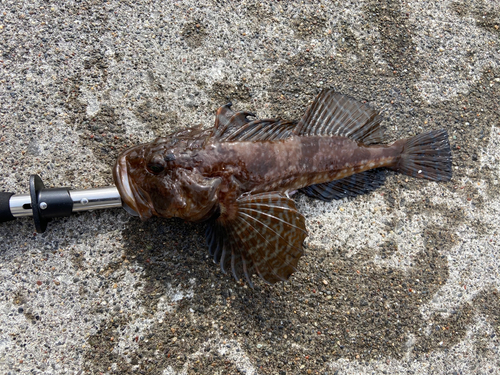 トゲカジカの釣果