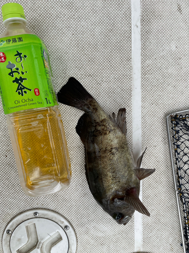 クロメバルの釣果