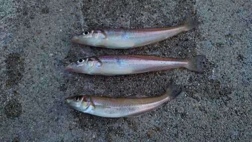 キスの釣果