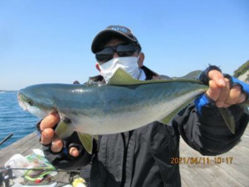 ハマチの釣果