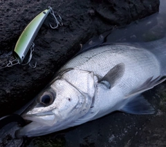 セイゴ（ヒラスズキ）の釣果