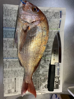 マダイの釣果