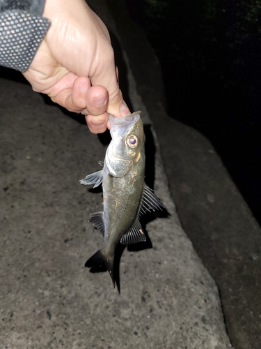 セイゴ（マルスズキ）の釣果