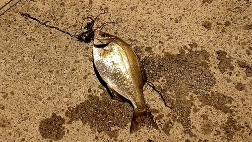 タナゴの釣果