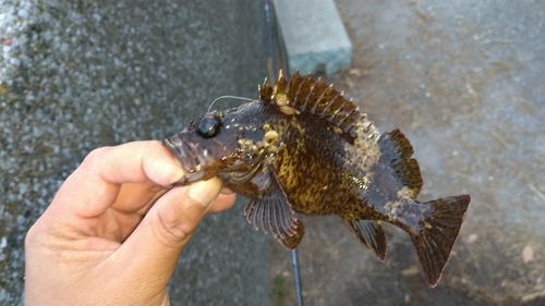 ムラソイの釣果