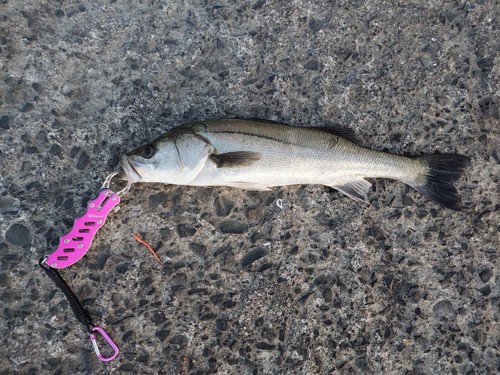 フッコ（マルスズキ）の釣果