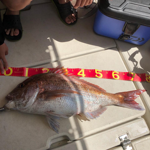 マダイの釣果