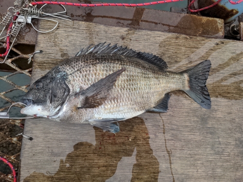 クロダイの釣果