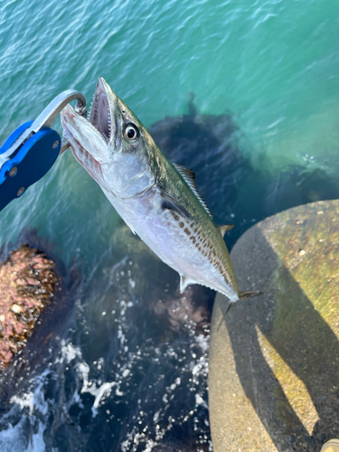 サゴシの釣果