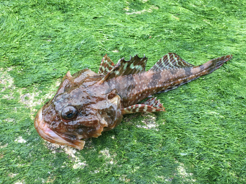 カサゴの釣果