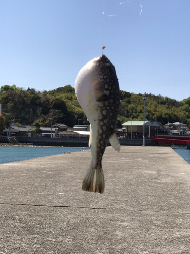 クサフグの釣果