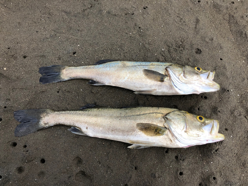 スズキの釣果