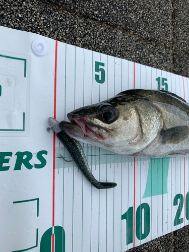 セイゴ（マルスズキ）の釣果