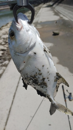 メッキの釣果