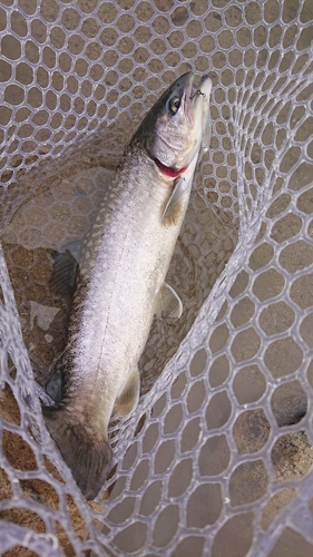 イワナの釣果