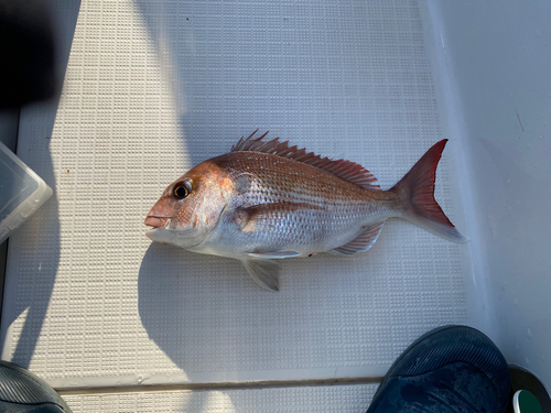 マダイの釣果