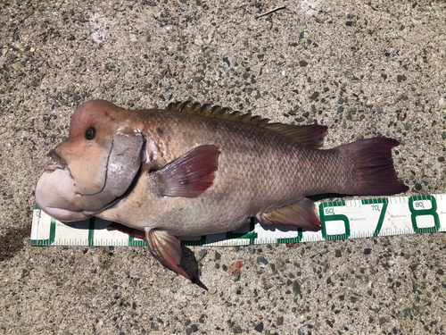 コブダイの釣果