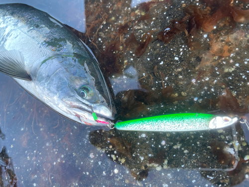 サクラマスの釣果