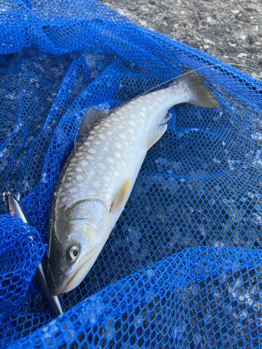 アメマスの釣果