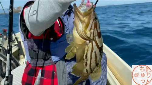 ホウセキハタの釣果