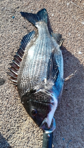 チヌの釣果