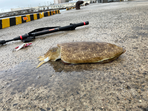 コウイカの釣果