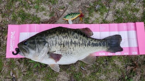 ブラックバスの釣果