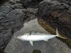 ヒラマサの釣果