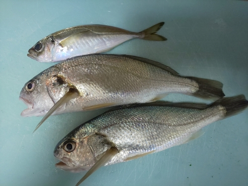 イシモチの釣果