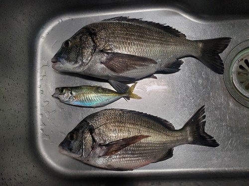 クロダイの釣果