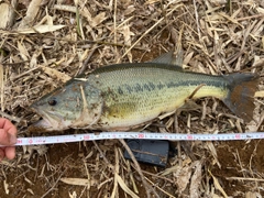 ラージマウスバスの釣果