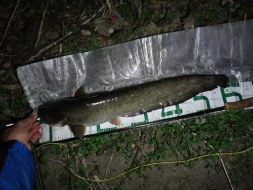 マナマズの釣果