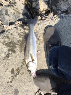 セイゴ（マルスズキ）の釣果