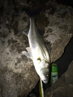 セイゴ（マルスズキ）の釣果