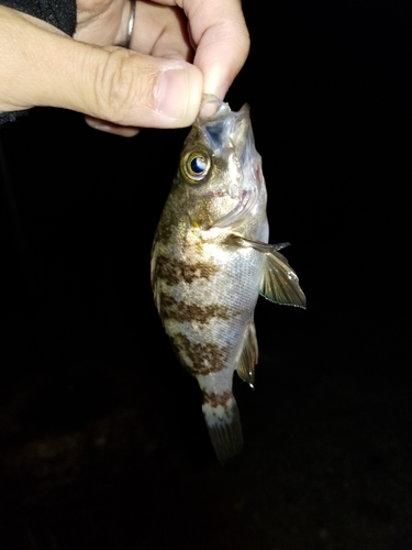 タケノコメバルの釣果