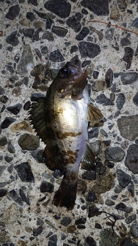 メバルの釣果