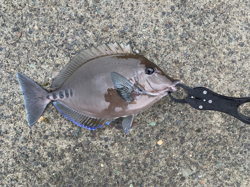 サンノジの釣果