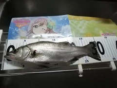 セイゴ（ヒラスズキ）の釣果