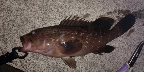 アコウの釣果