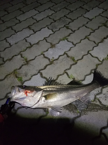 シーバスの釣果