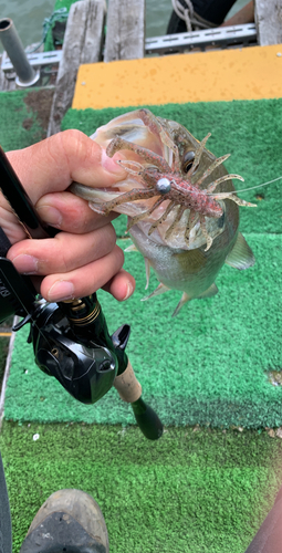 ブラックバスの釣果