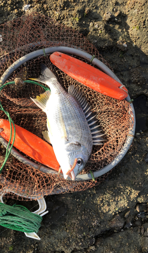 キビレの釣果