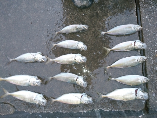 アジの釣果